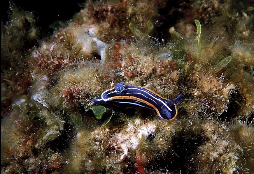 Hypselodoris gasconi